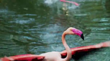 Güzel, pembe flamingoları kapatın. Hayvanat bahçesinde suyun yanında uçuyorlar.