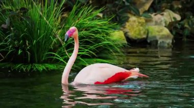 Hayvanat bahçesinde suyun içinde duran güzel pembe bir flamingoya yaklaş.