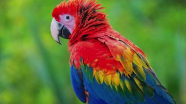 Bulanık bir arkaplanda kırmızı bir makav kuşunu kapat