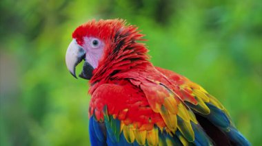 Bulanık bir arkaplanda kırmızı bir makav kuşunu kapat