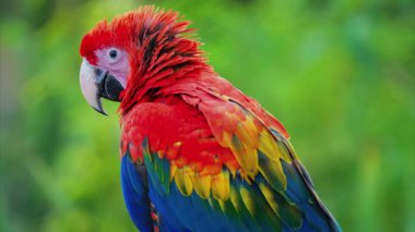 Bulanık bir arkaplanda kırmızı bir makav kuşunu kapat