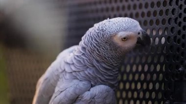 Hayvanat bahçesindeki siyah kafeste gri bir papağana yaklaş.