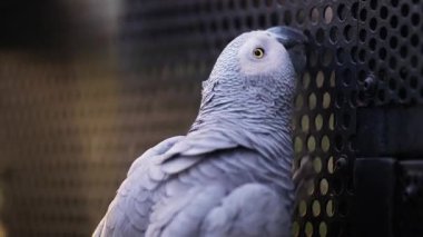 Hayvanat bahçesindeki siyah kafeste gri bir papağana yaklaş.