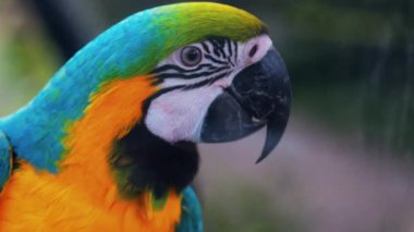 Bulanık bir arkaplanda turkuaz bir Macaw kuşunu kapat