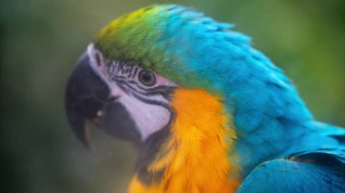 Bulanık bir arkaplanda turkuaz bir Macaw kuşunu kapat