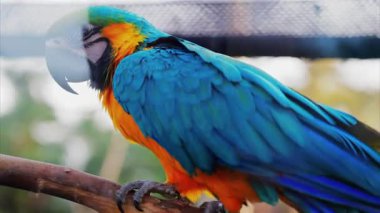 Bulanık bir arkaplanda turkuaz bir Macaw kuşunu kapat