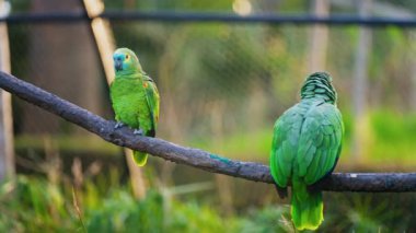 Bulanık arkaplanı olan bir daldaki yeşil makav kuşlarına yaklaş