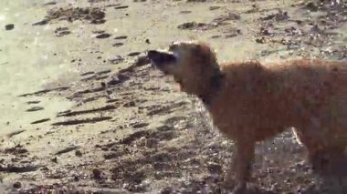 Golden Retriever köpeği güneşli bir günde sahilde suyu silkeliyor.