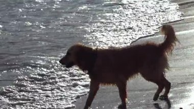 Güneşli bir günde denize koşan Golden Retriever köpeği