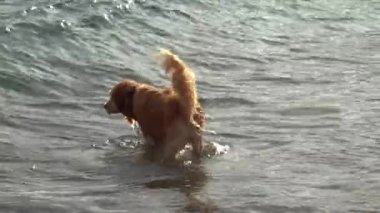 Güneşli bir günde denize koşan Golden Retriever köpeği