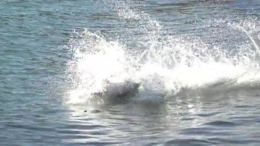 Alman çoban köpeği güneşli bir günde sahilde koşup oynuyor.