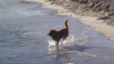 Güneşli bir günde sahilde koşuşturan ve oynayan iki köpek.