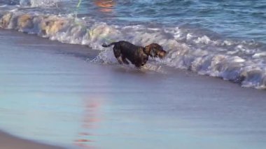 Kara köpek güneşli bir günde kumsalda koşup oynuyor.