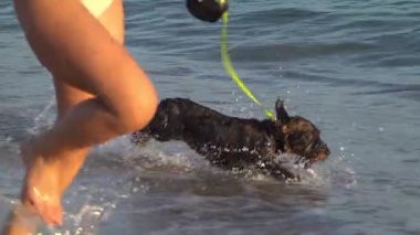 Kara köpek güneşli bir günde kumsalda koşup oynuyor.