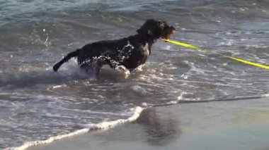 Kara köpek güneşli bir günde kumsalda koşup oynuyor.