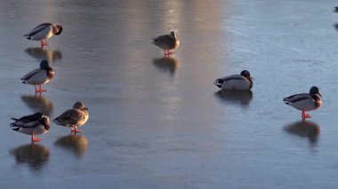 Donmuş bir gölde ilerleyen birden fazla ördeğin etrafını sarın.