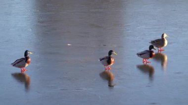 Donmuş bir gölde ilerleyen birden fazla ördeğin etrafını sarın.