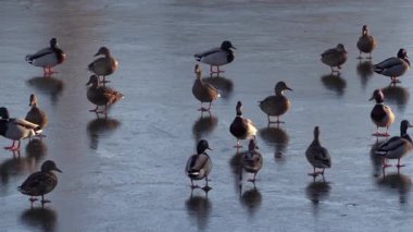 Donmuş bir gölde ilerleyen birden fazla ördeğin etrafını sarın.