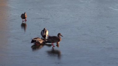 Donmuş bir gölde ilerleyen birden fazla ördeğin etrafını sarın.
