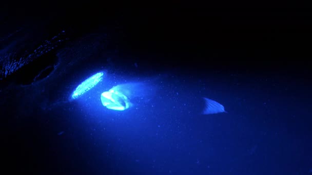 Gros plan de poissons nageant dans un aquarium illuminé de lumières bleues