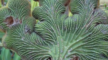 Monako 'da bir bahçede farklı türde kaktüslere yakın durun.