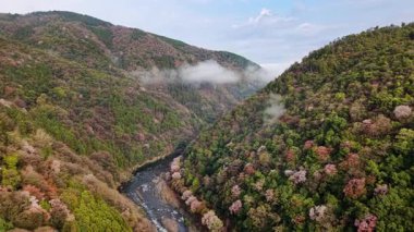 Japonya 'nın Arashiyama kentindeki Katsura Nehri' nin insansız hava aracı görüntüsü