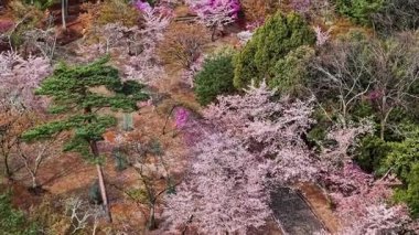 Japonya 'nın Kyoto bölgesindeki Arashiyama bölgesindeki kiraz ağaçlarının insansız hava aracı görüntüsü.
