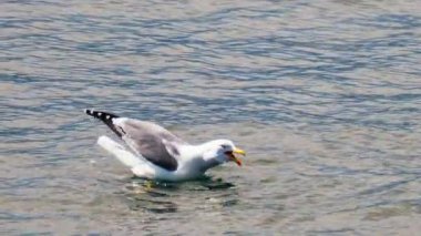 Denizde yüzen ve yemek yiyen bir martıya yaklaş.