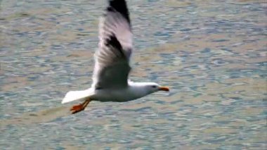 Denizde yüzen bir martıya yaklaş