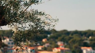 Rüzgarda hareket eden bir ağaç dalını kapatın. Arka planda ağaçlarla çevrili turuncu villaların bulanık görüntüsüyle.