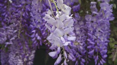 Ağaçtaki mor salkımın çiçeklerini kapat.