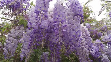 Ağaçtaki mor salkımın çiçeklerini kapat.