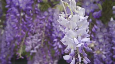 Ağaçtaki mor salkımın çiçeklerini kapat.