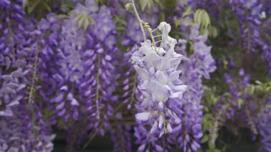 Ağaçtaki mor salkımın çiçeklerini kapat.