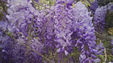 Ağaçtaki mor salkımın çiçeklerini kapat.