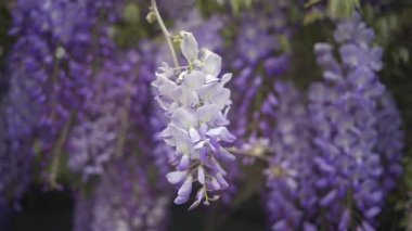 Ağaçtaki mor salkımın çiçeklerini kapat.