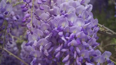 Ağaçtaki mor salkımın çiçeklerini kapat.