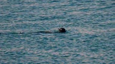 Temiz, sakin, turkuaz mavisi suda yüzen bir adam görüntüsü