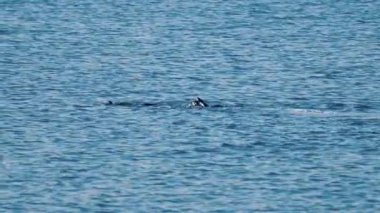Temiz, sakin, turkuaz mavisi suda yüzen bir adam görüntüsü