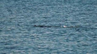 Temiz, sakin, turkuaz mavisi suda yüzen bir adam görüntüsü