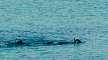 Temiz, sakin, turkuaz mavisi suda yüzen bir adam görüntüsü