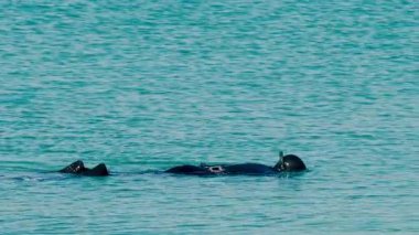 Temiz, sakin, turkuaz mavisi suda yüzen bir adam görüntüsü