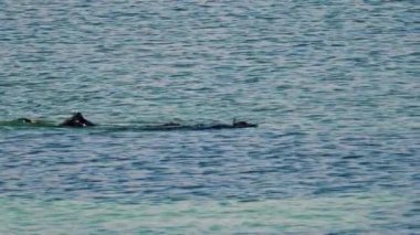 Temiz, sakin, turkuaz mavisi suda yüzen bir adam görüntüsü