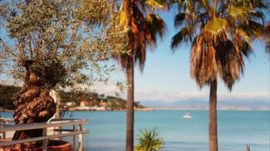 Arka planda deniz ve palmiye ağaçları olan bir ağaca yaklaş.