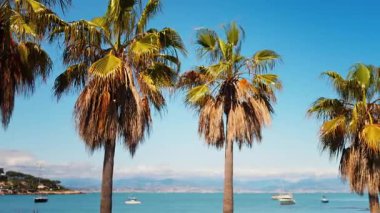 Arka planda deniz ve palmiye ağaçları olan bir ağaca yaklaş.