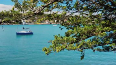 Denizde yüzen tekneleri bulanık gören yeşil bir ağaç dalına yakın.