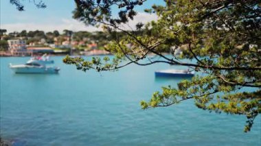 Denizde yüzen tekneleri bulanık gören yeşil bir ağaç dalına yakın.