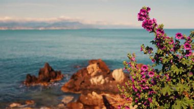 Arka planda Akdeniz olan pembe mallow çiçeklerini kapatın.