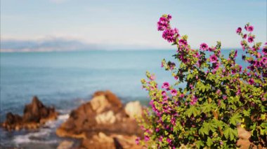 Arka planda Akdeniz olan pembe mallow çiçeklerini kapatın.
