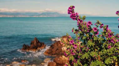 Arka planda Akdeniz olan pembe mallow çiçeklerini kapatın.